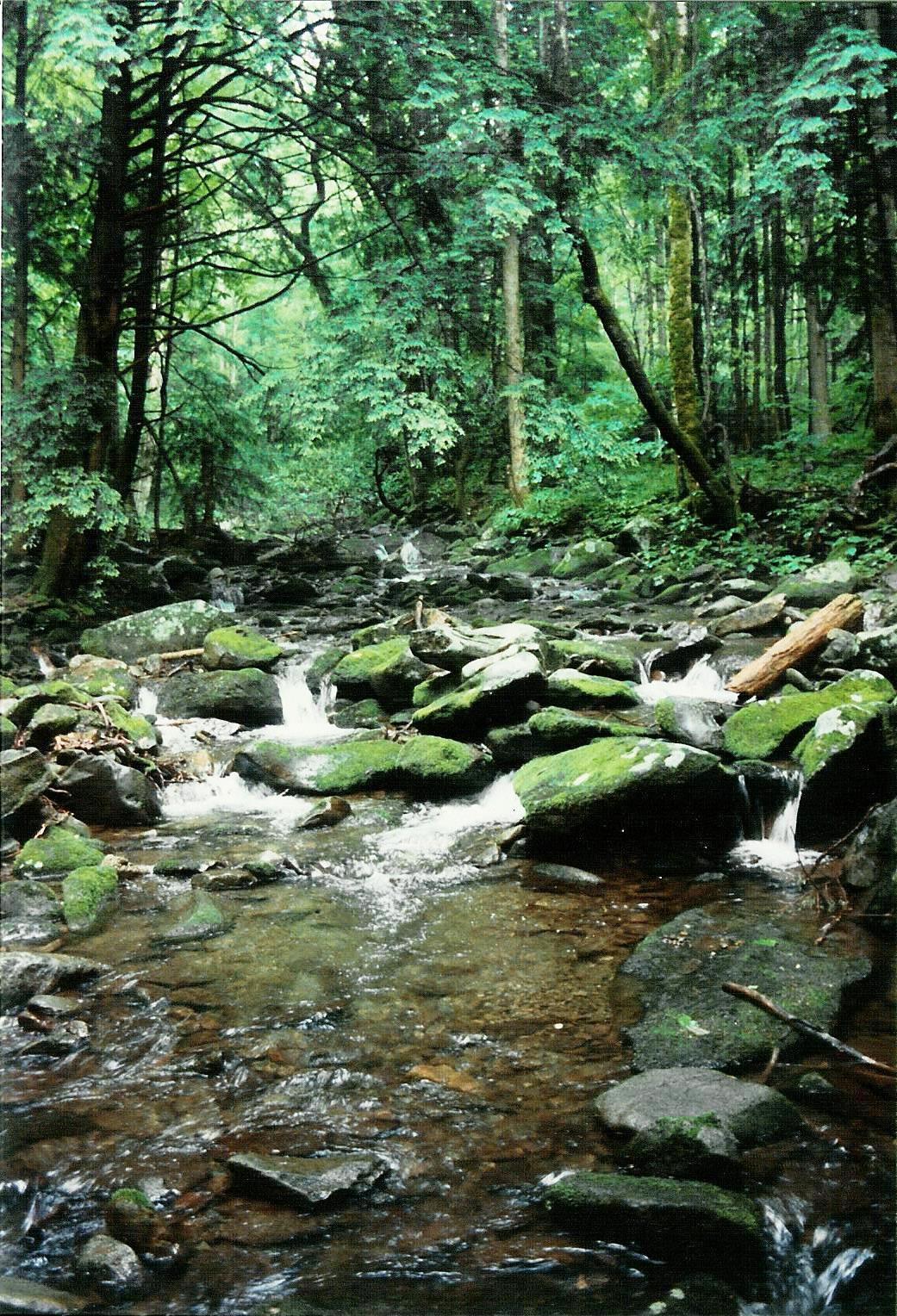 305 Great Smokey Mts Natl Forest - 1991 06 - 109