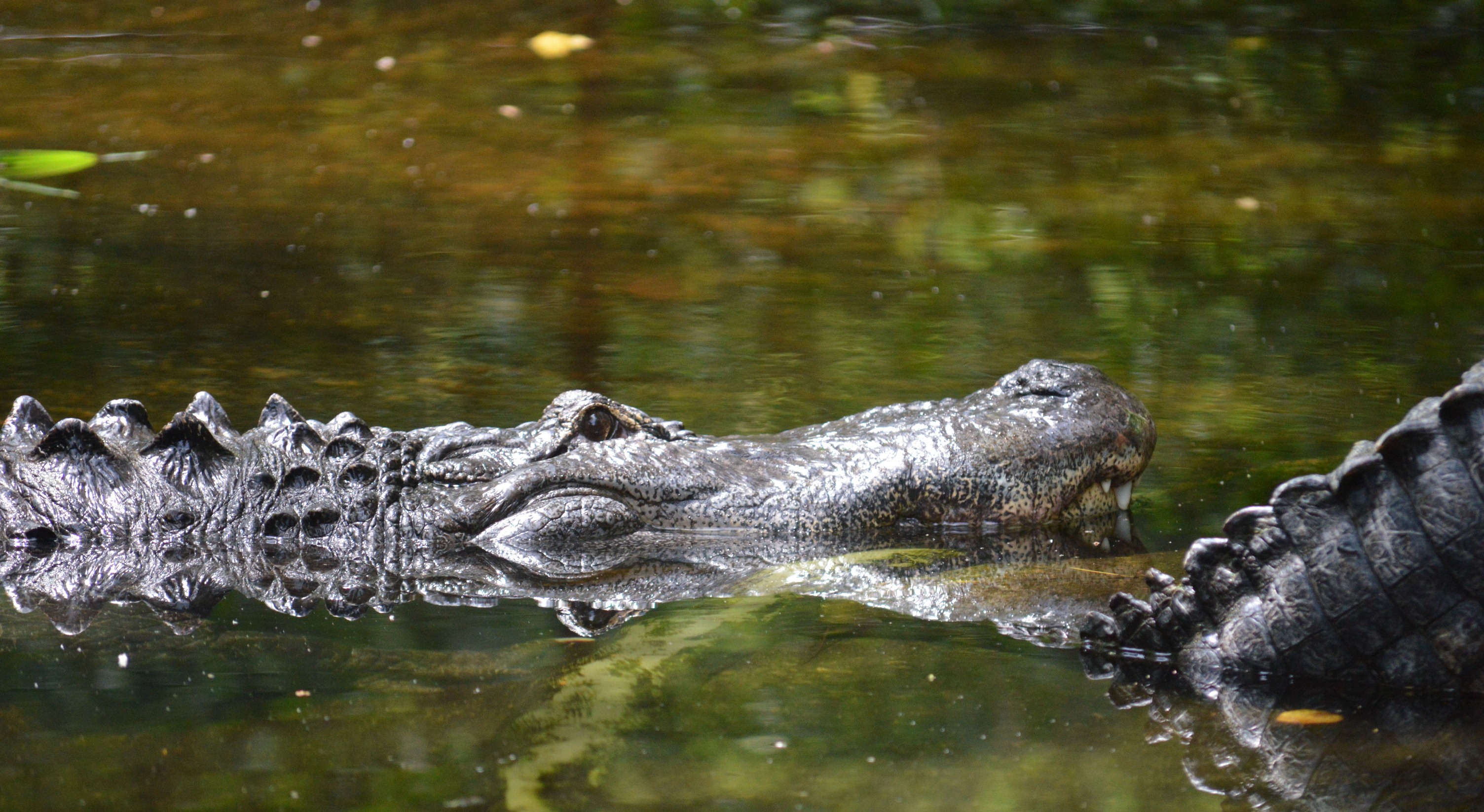 Alligator - NC Zoo - 2014 06 - 01