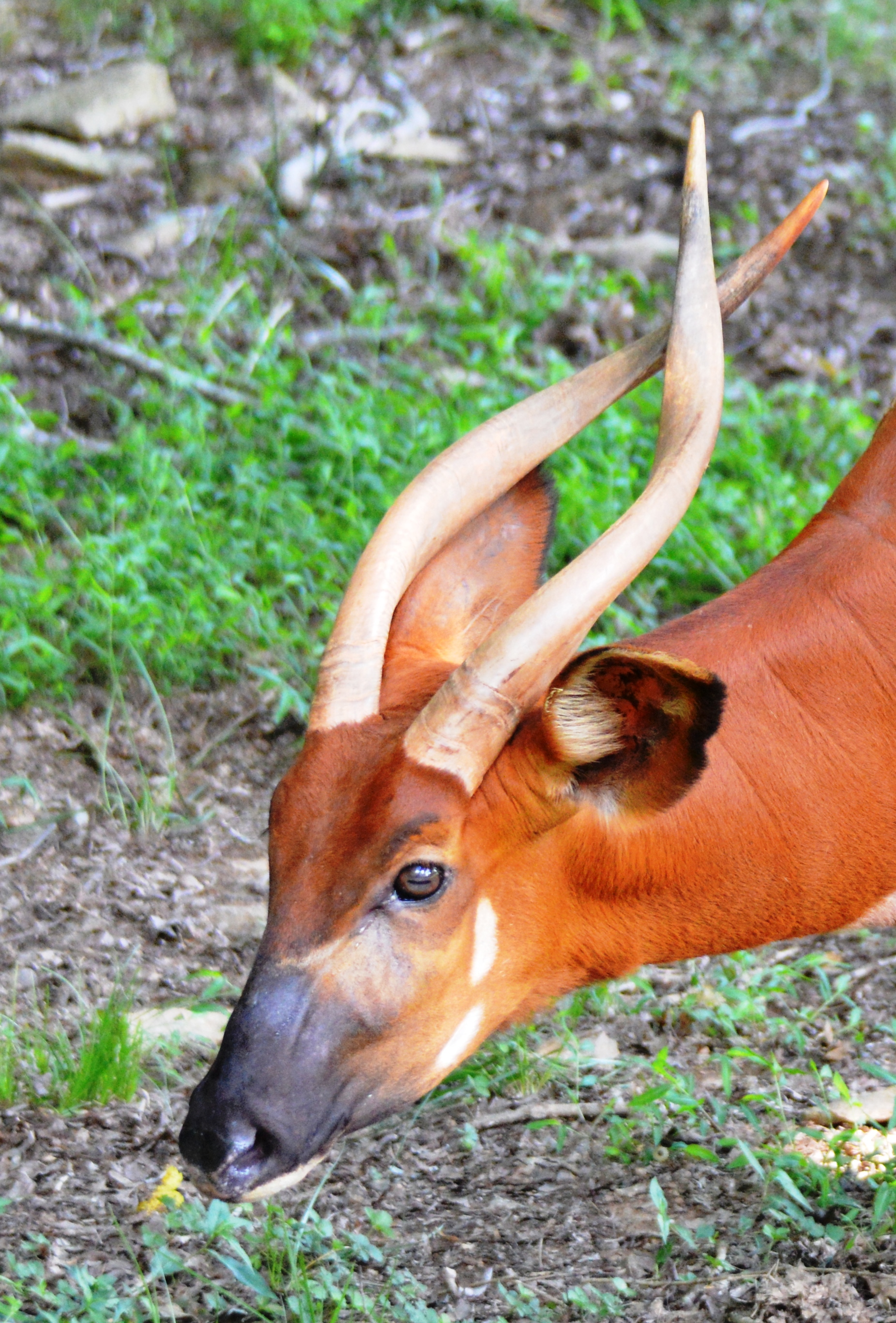 Antelope - Bongo - NC Zoo - 2014 08 - 01