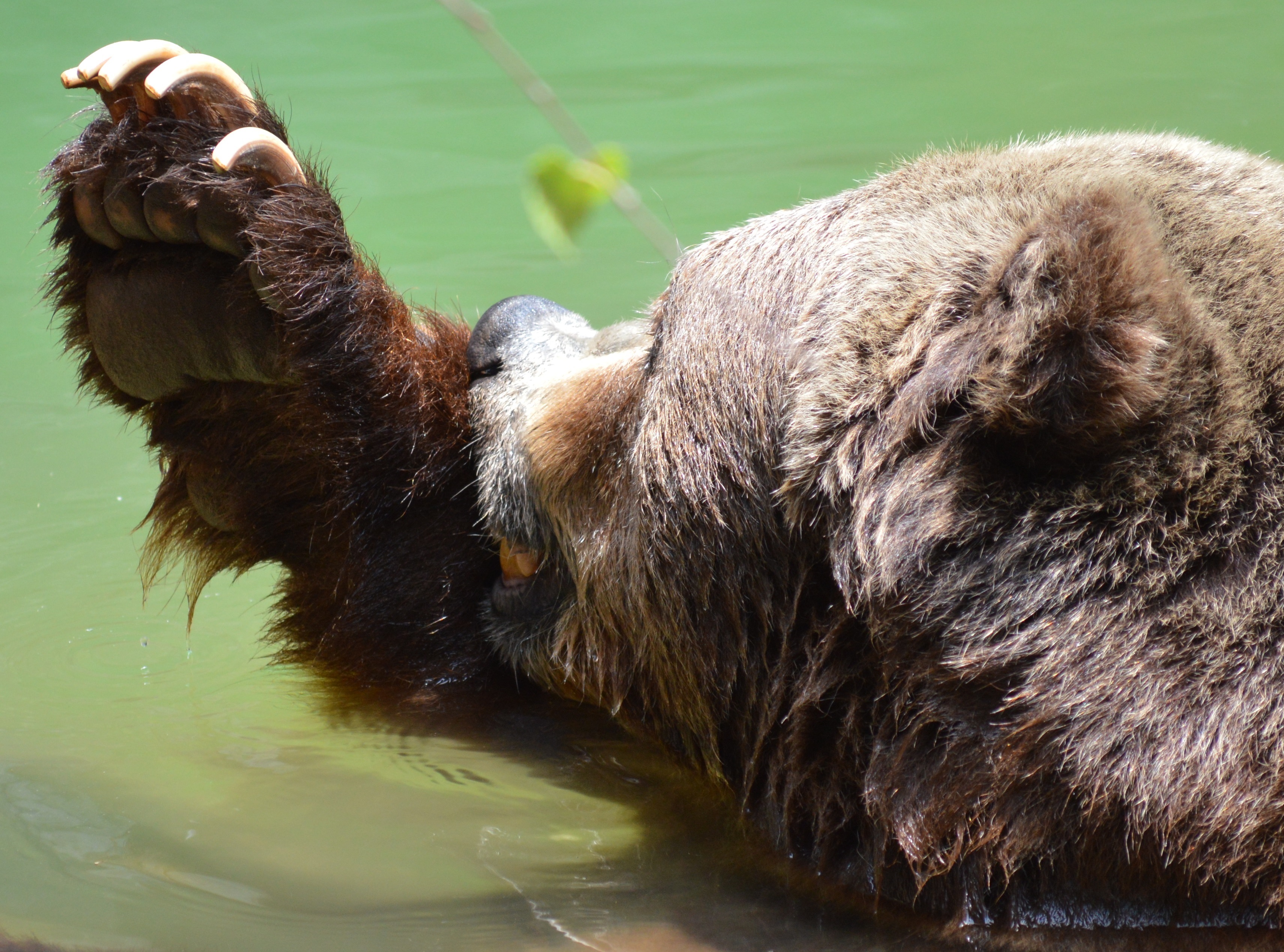 Bear - Grizzly - NC Zoo - 2014 06 - 13