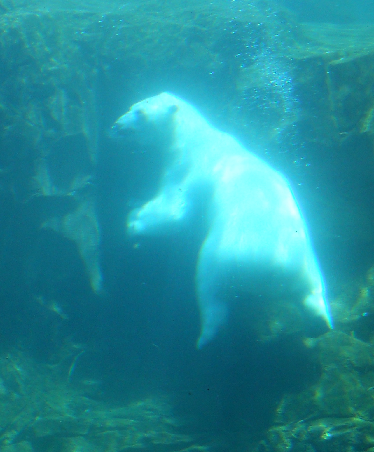 Bear - Polar - Louisville Zoo - 2014 06 - 02