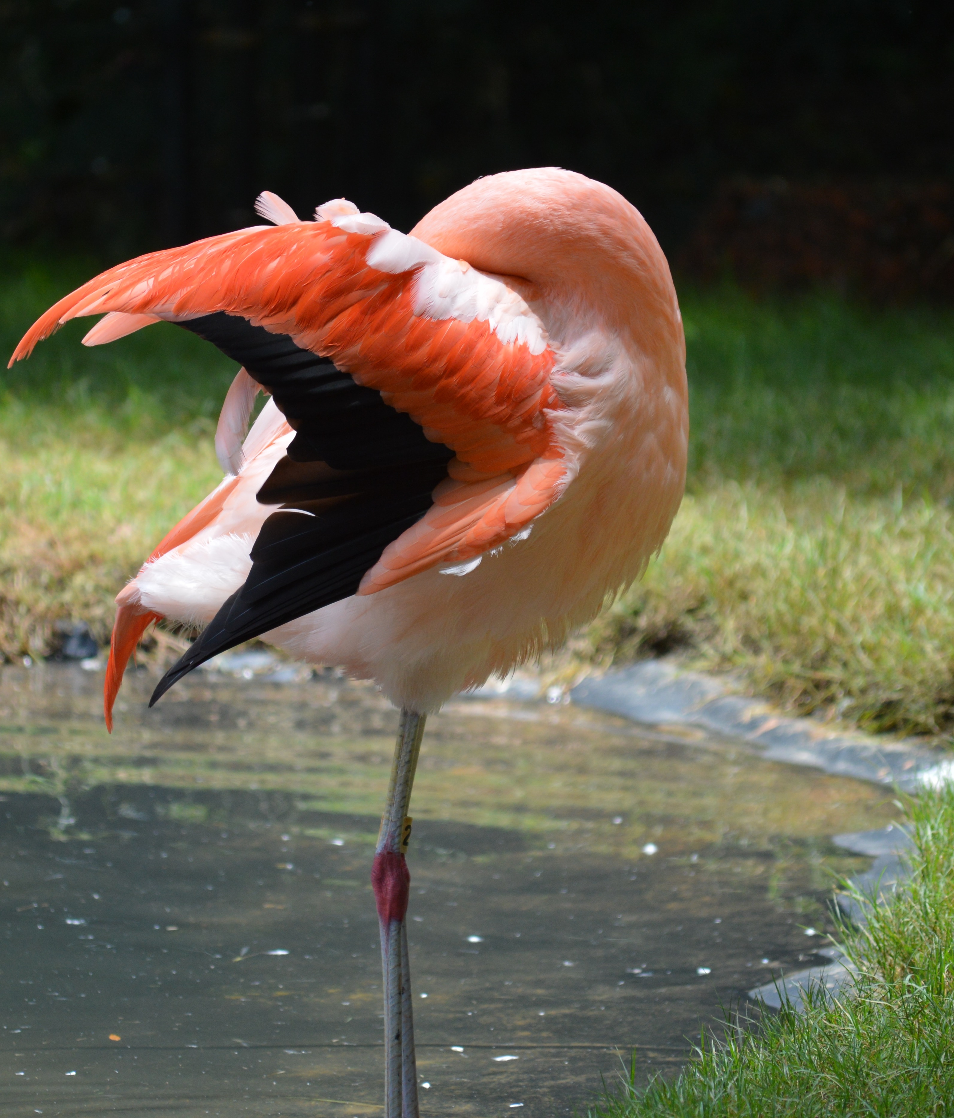 Bird - Flamingo - NC Zoo - 2014 06 - 07