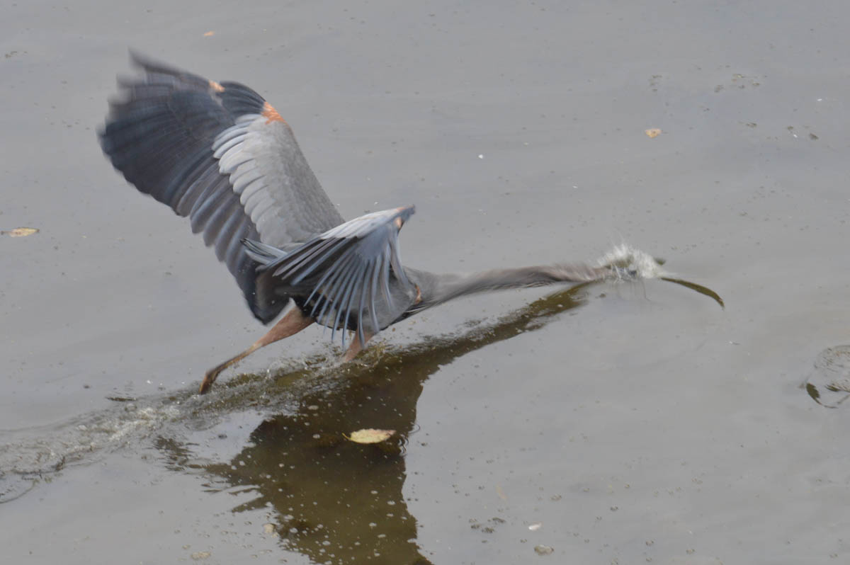 Bird - Heron Great Blue - NC Zoo - 2014 10 - 02