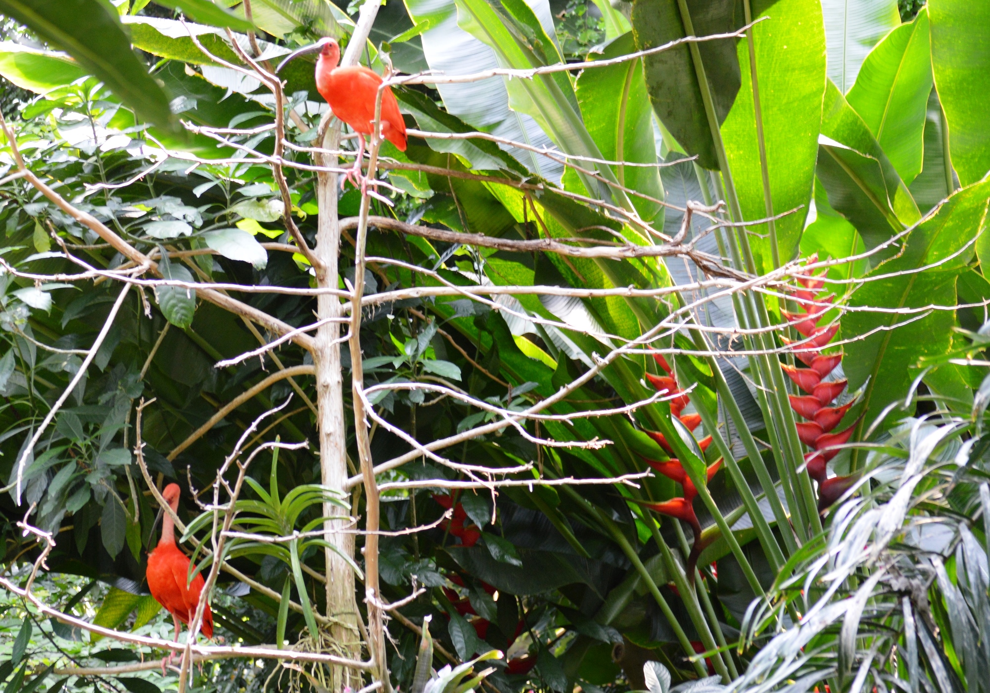 Bird - Ibis Scarlet - NC Zoo - 2014 08 - 04