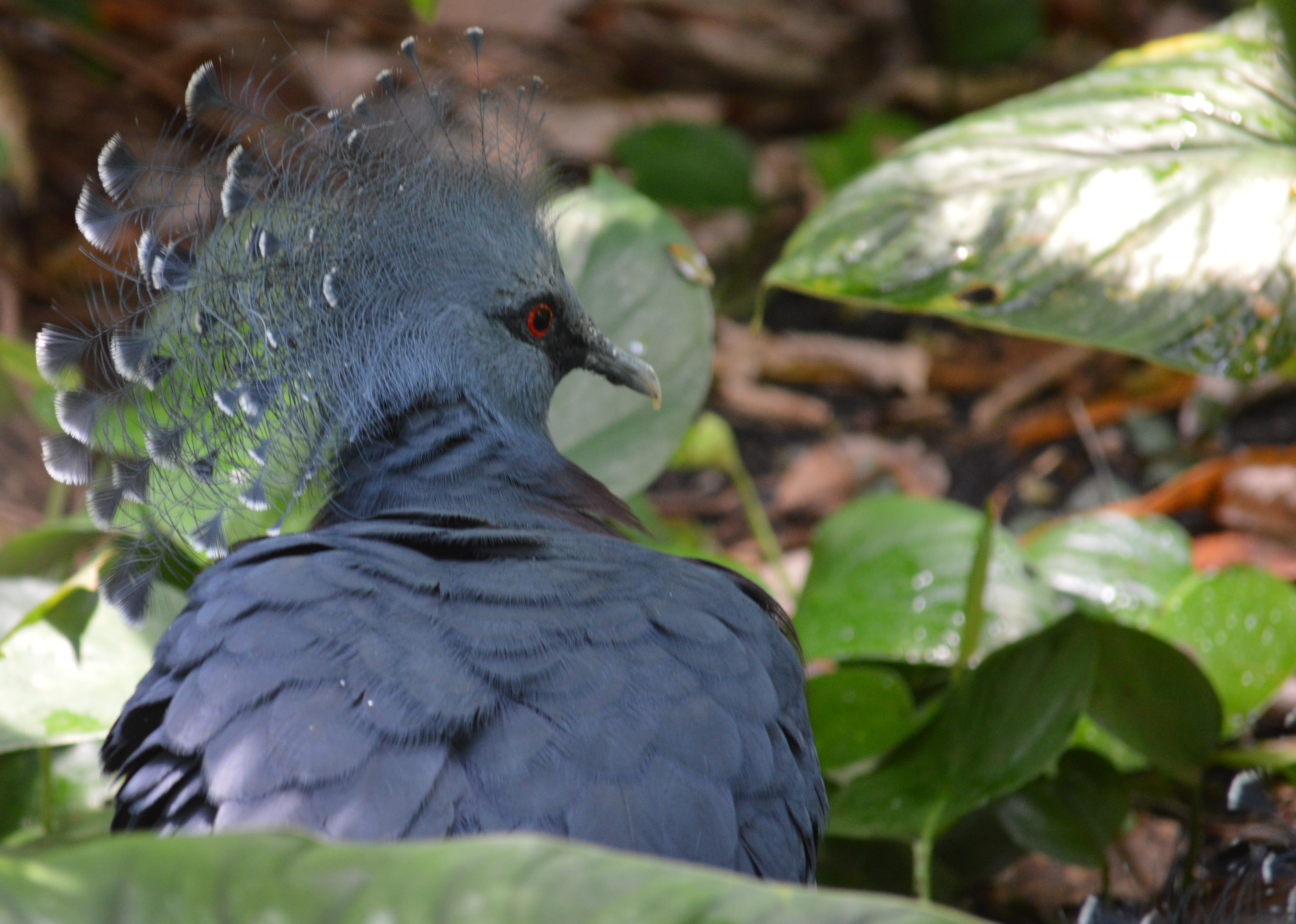 Bird - Pigeon Victoria Crowned - NC Zoo - 2014 06 - 04