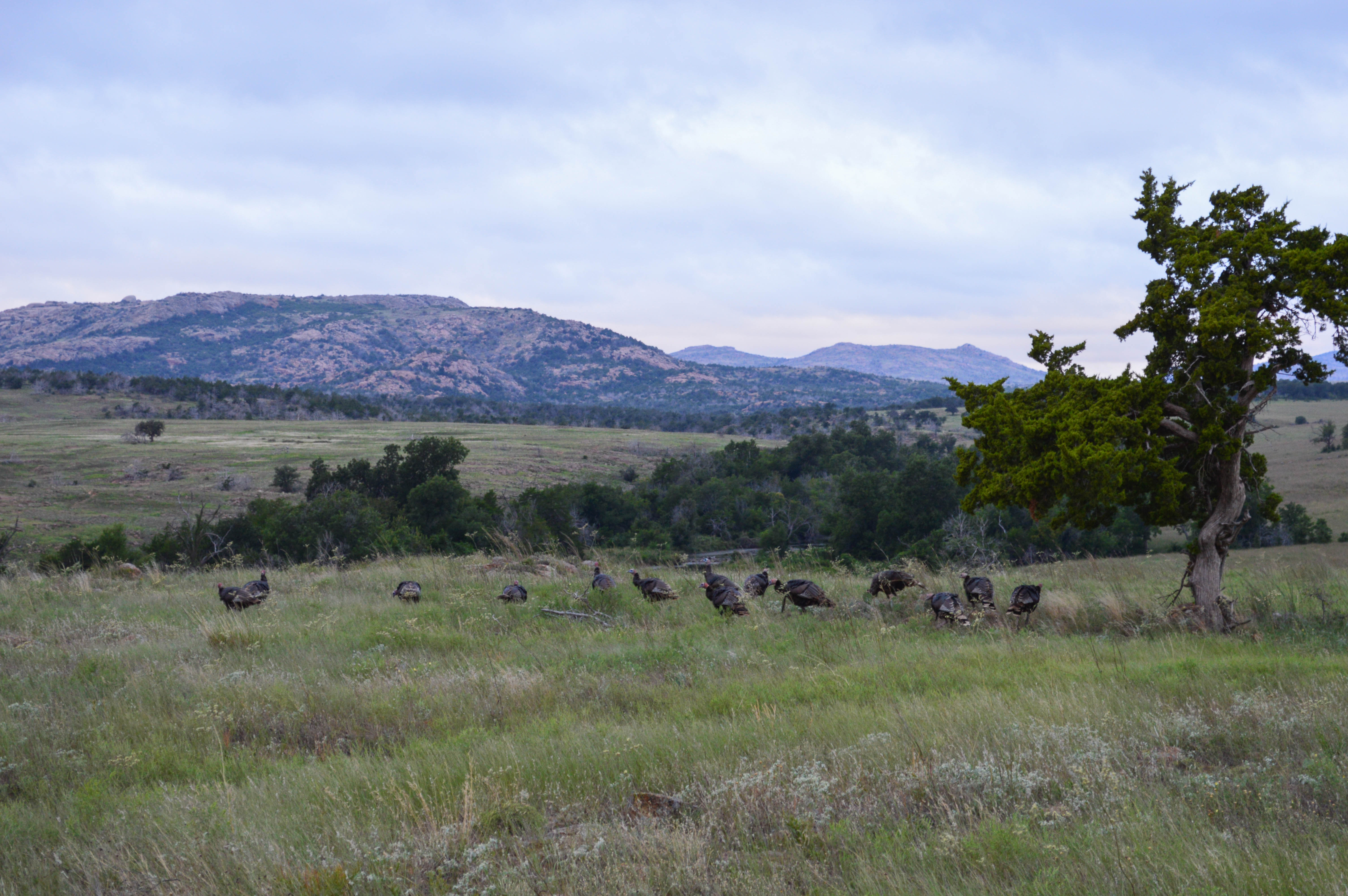 Bird - Turkey - Wichita Wildlife Refuge - 2014 09 - 03