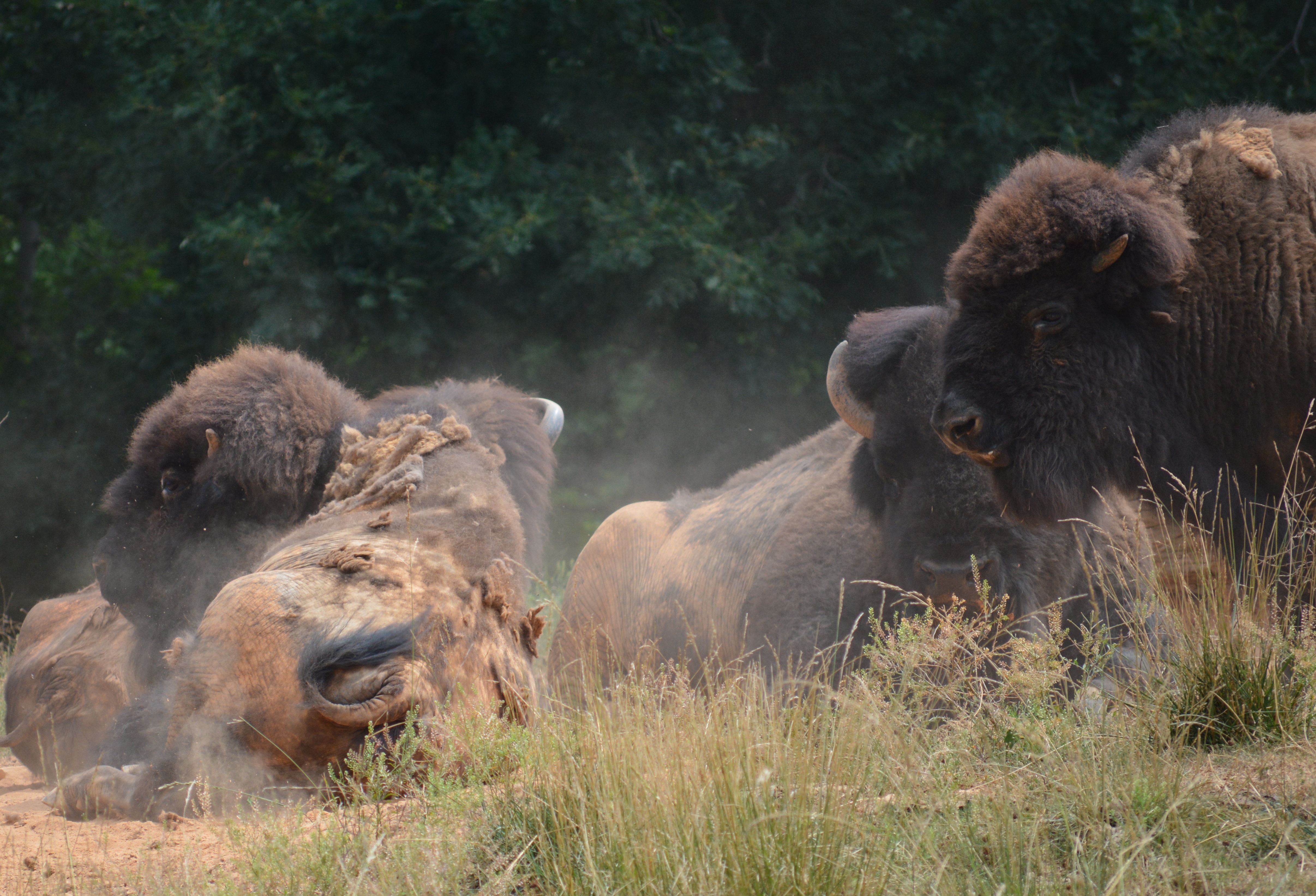 Bison - NC Zoo - 2014 06 - 03