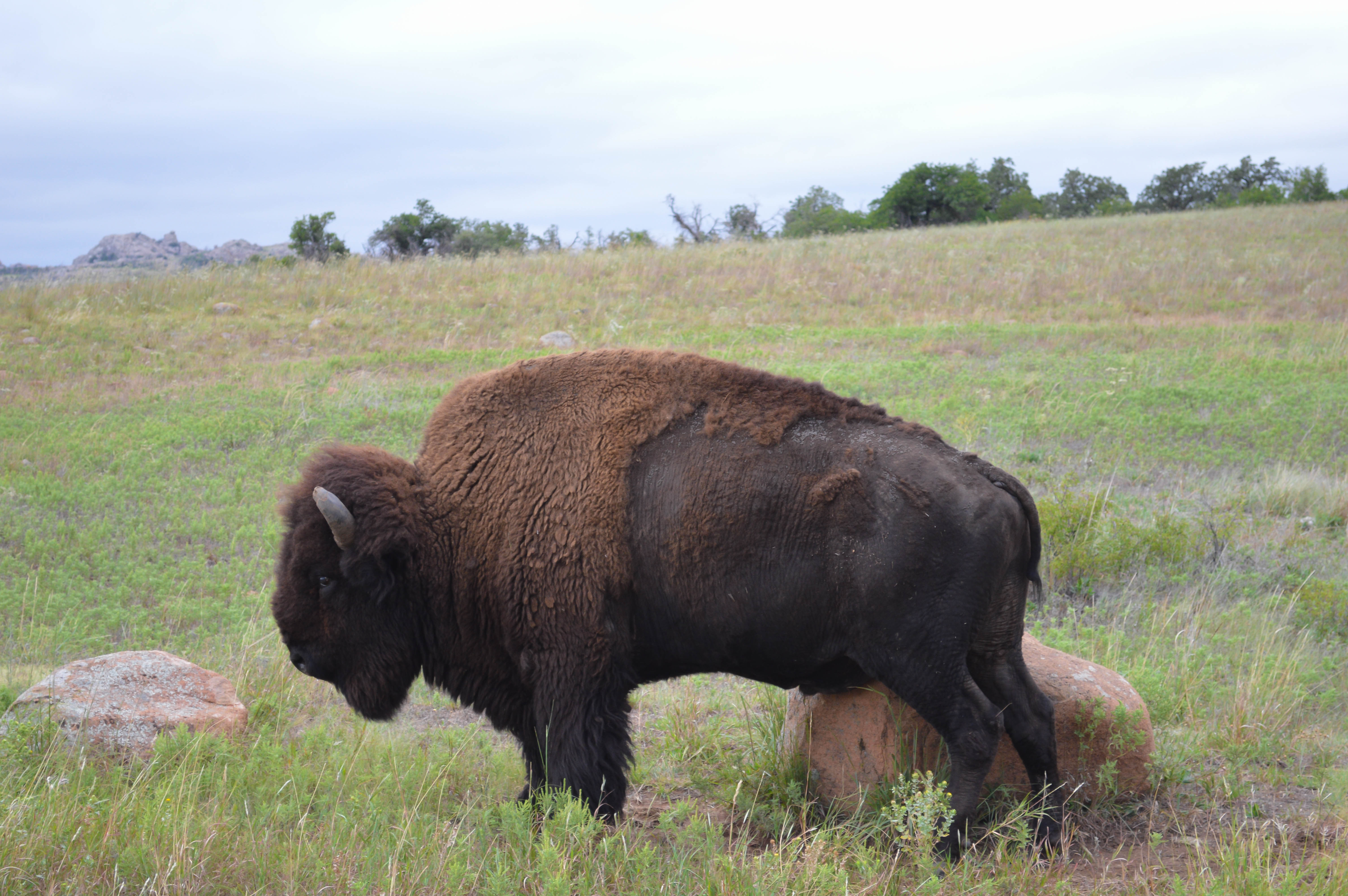 Bison - Wichita Wildlife Refuge - 2014 09 - 11