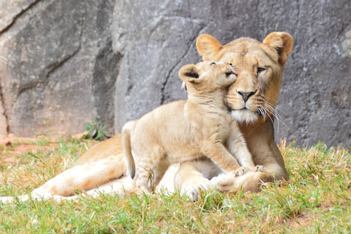 Cat - Lion - NC Zoo - 2014 10 - 03