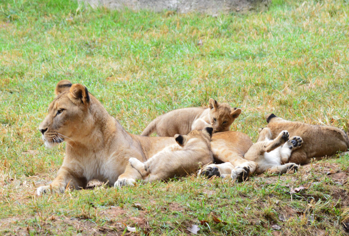 Cat - Lion - NC Zoo - 2014 10 - 12