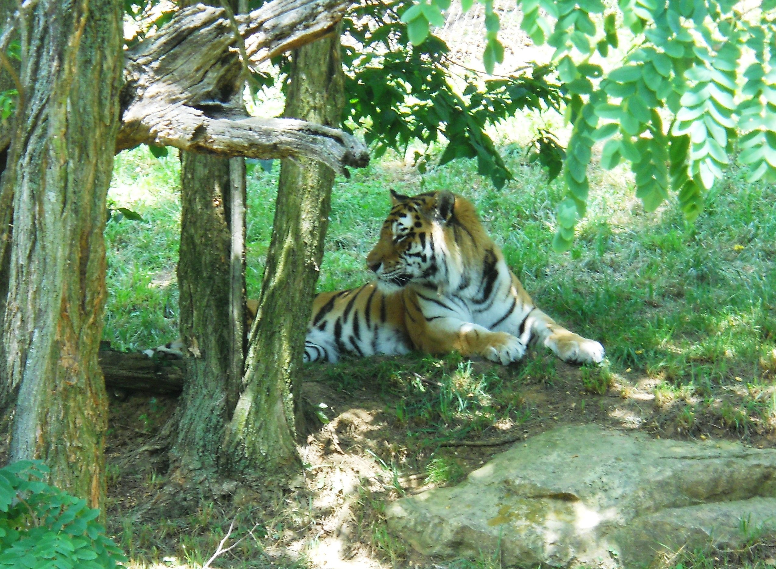 Cat - Tiger - Louisville Zoo - 2014 06 - 01