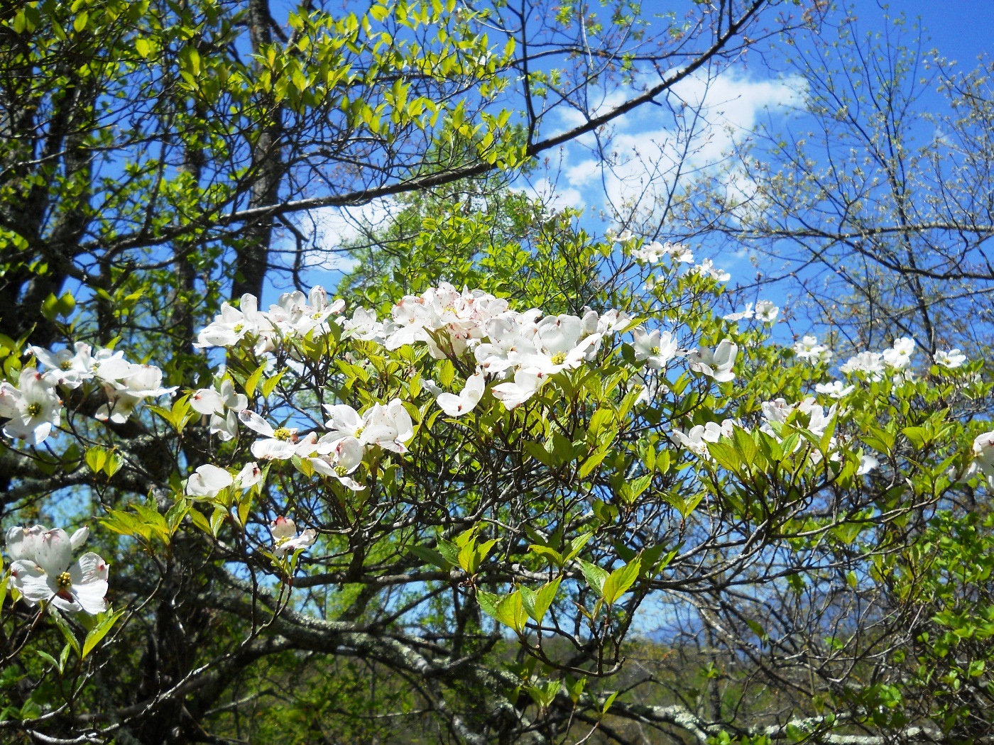 Crabtree Falls - 2013 05 - Trail 01