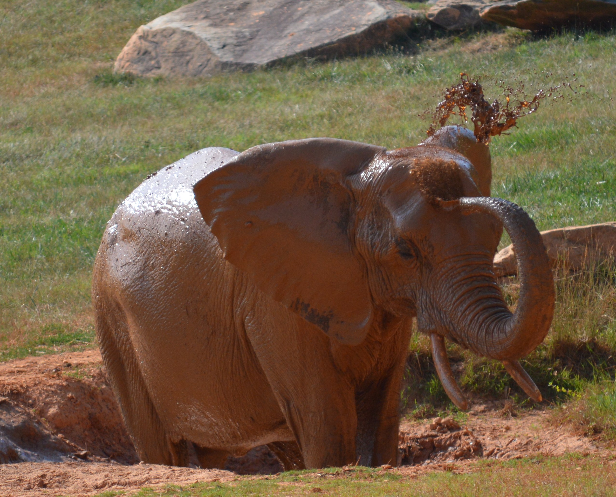 Elephant - NC Zoo - 2014 06 - 11