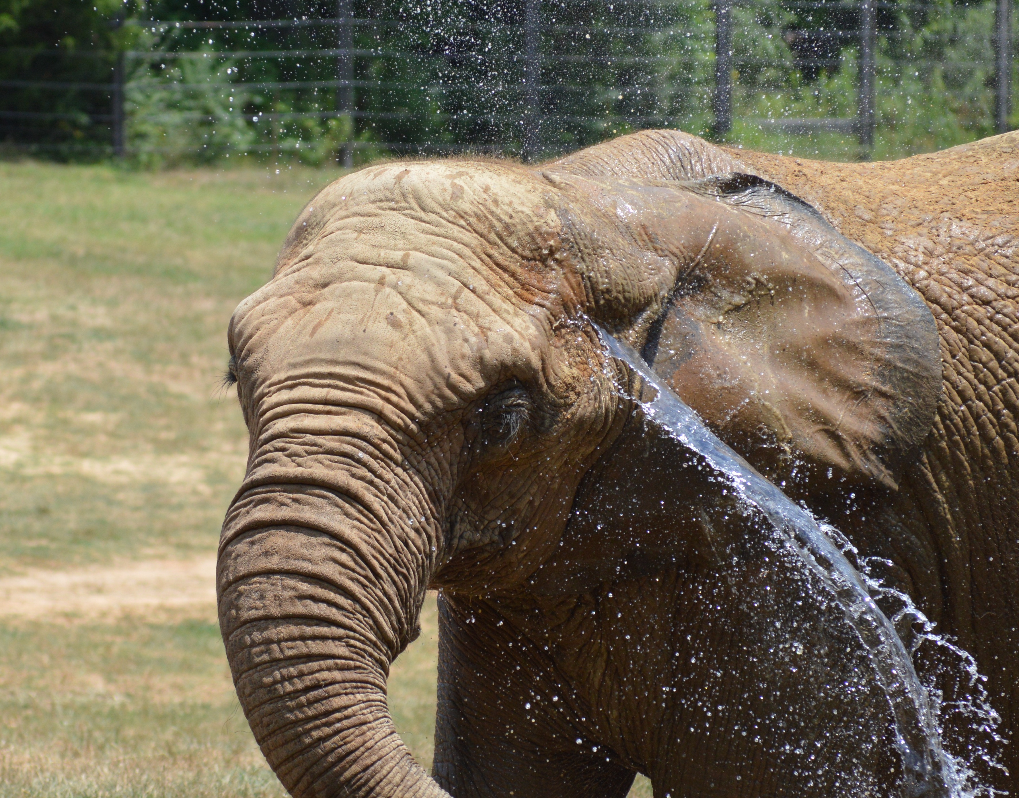 Elephant - NC Zoo - 2014 06 - 16