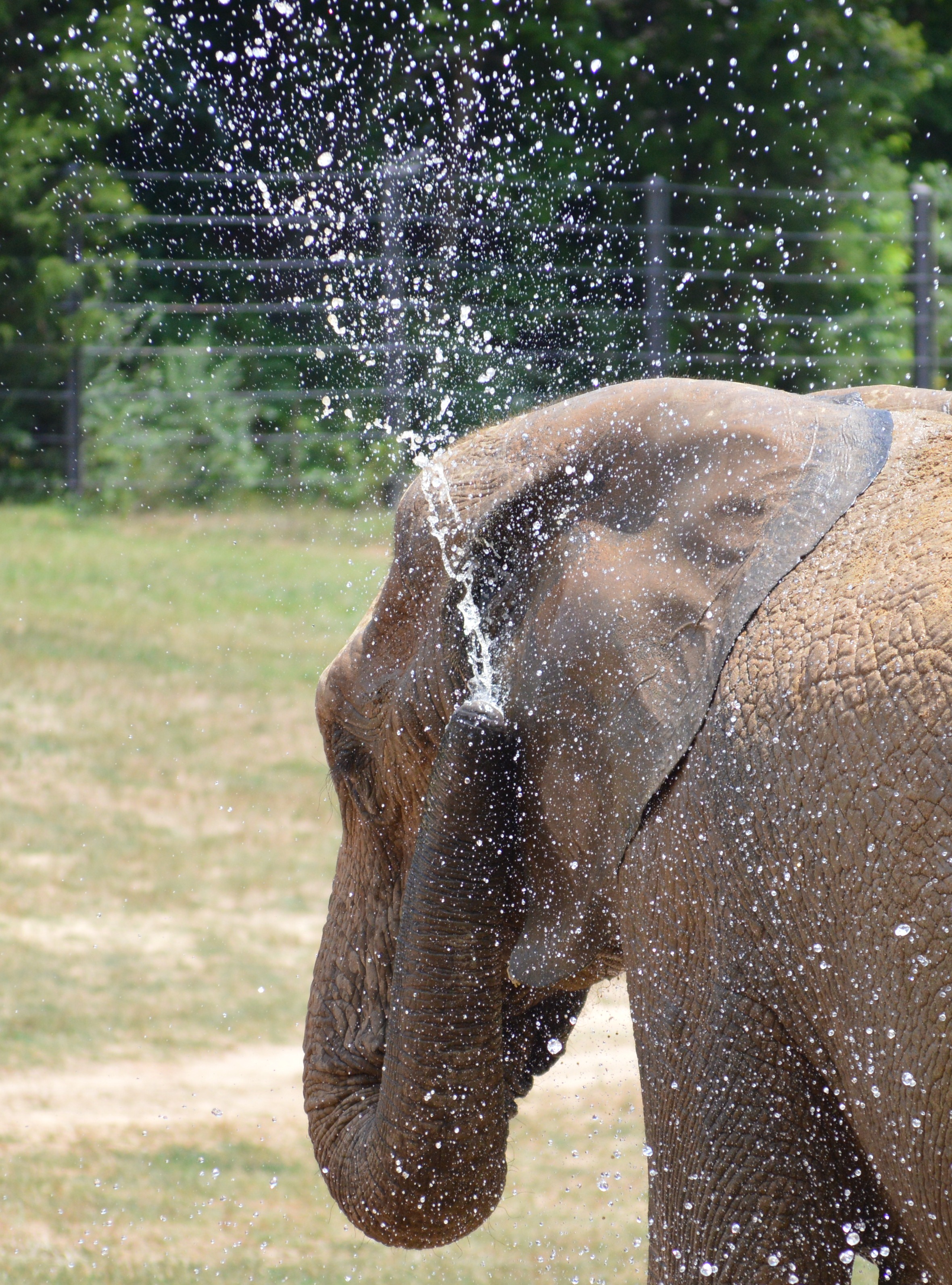 Elephant - NC Zoo - 2014 06 - 18