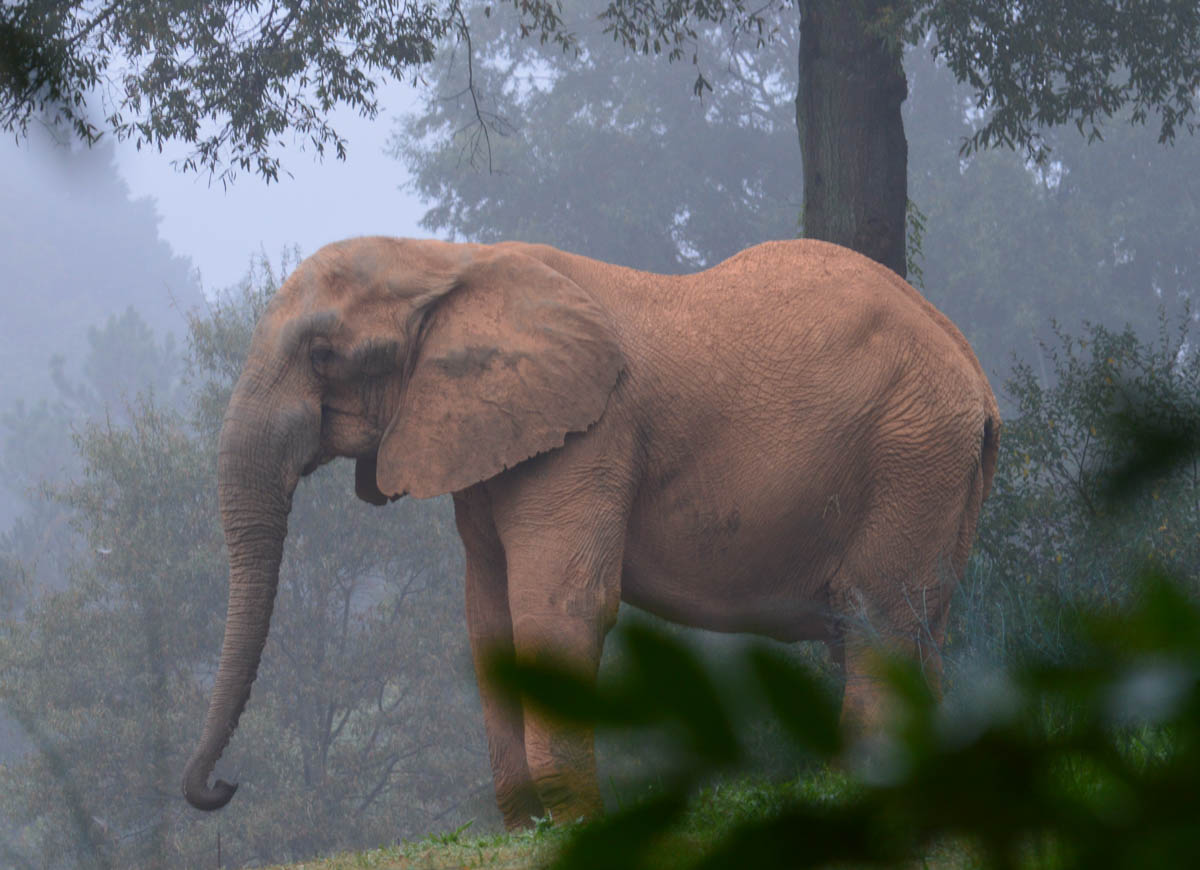 Elephant - NC Zoo - 2014 10 - 01