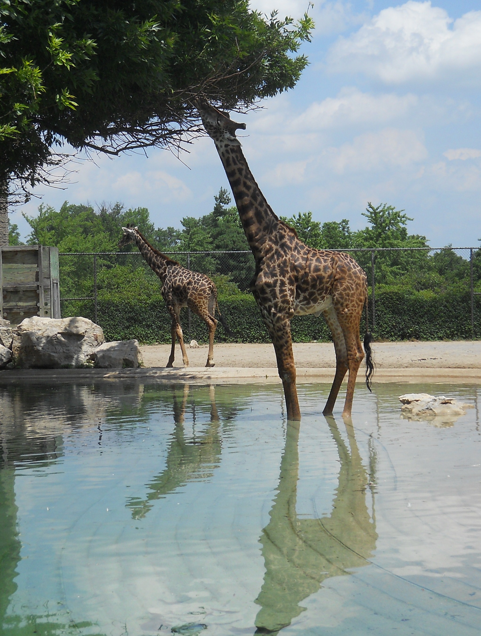 Giraffe - Louisville Zoo - 2014 06 - 02