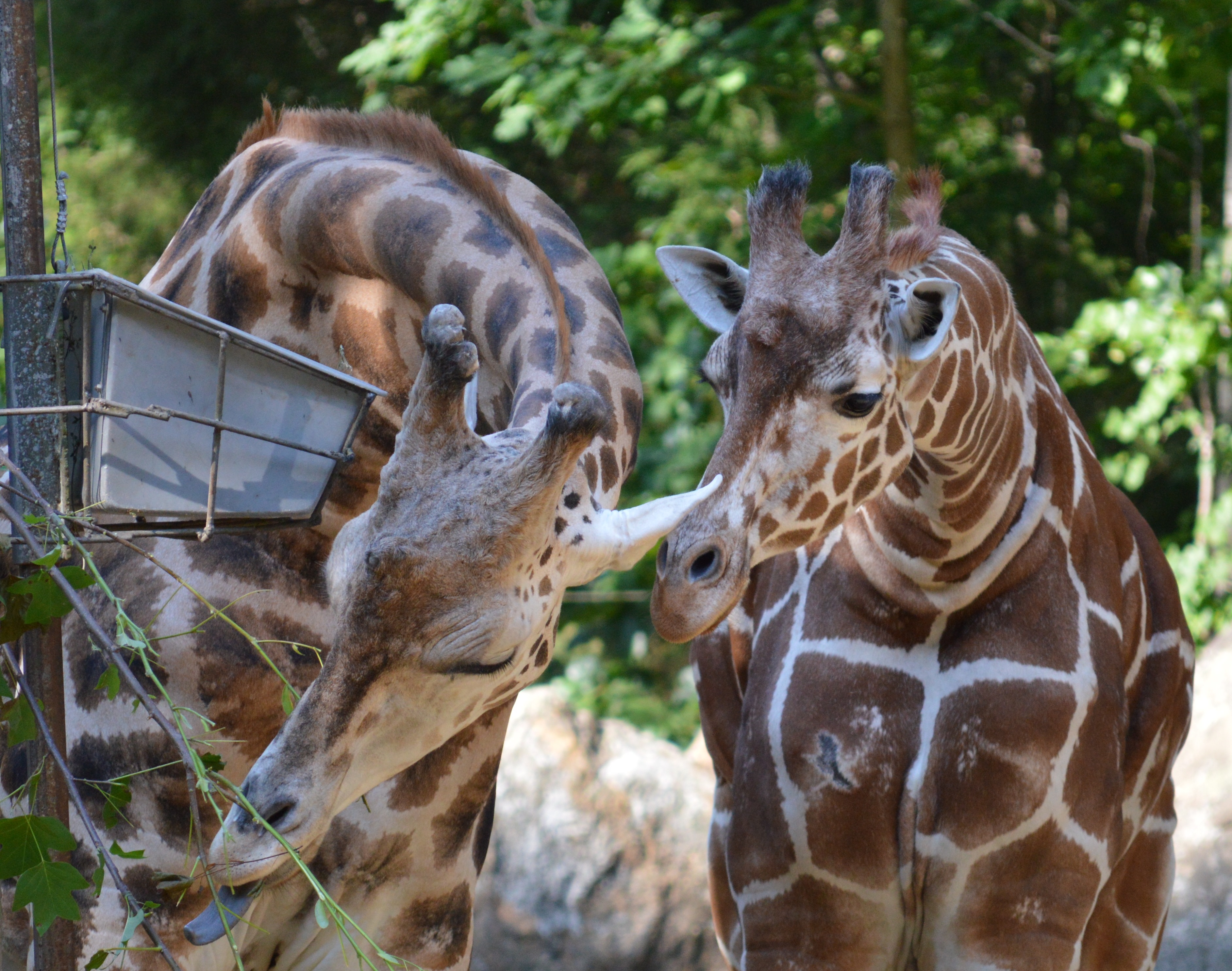 Giraffe - NC Zoo - 2014 06 - 03