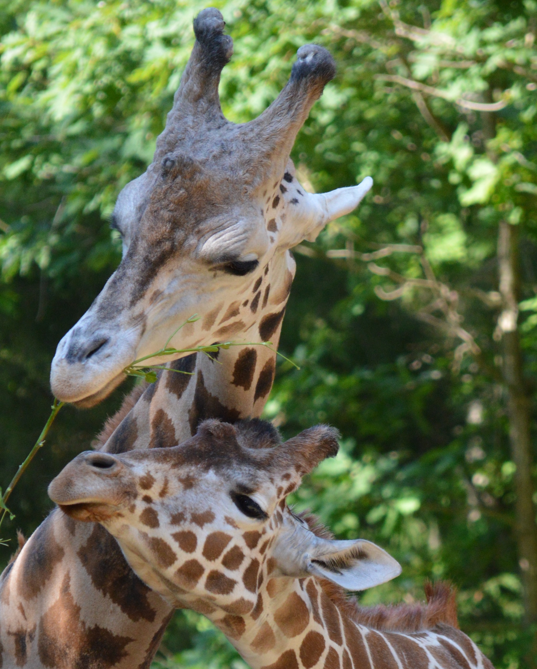 Giraffe - NC Zoo - 2014 06 - 07