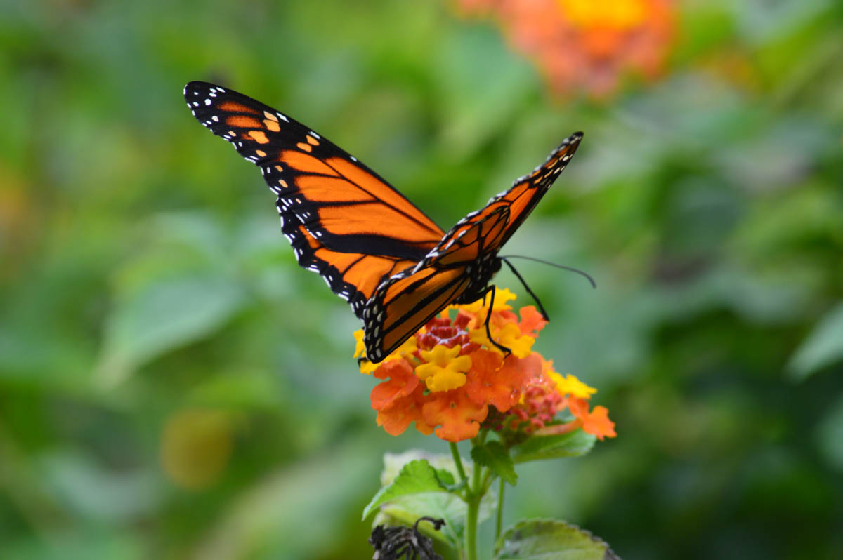 Insect - Butterfly - NC Zoo - 2014 10 - 08