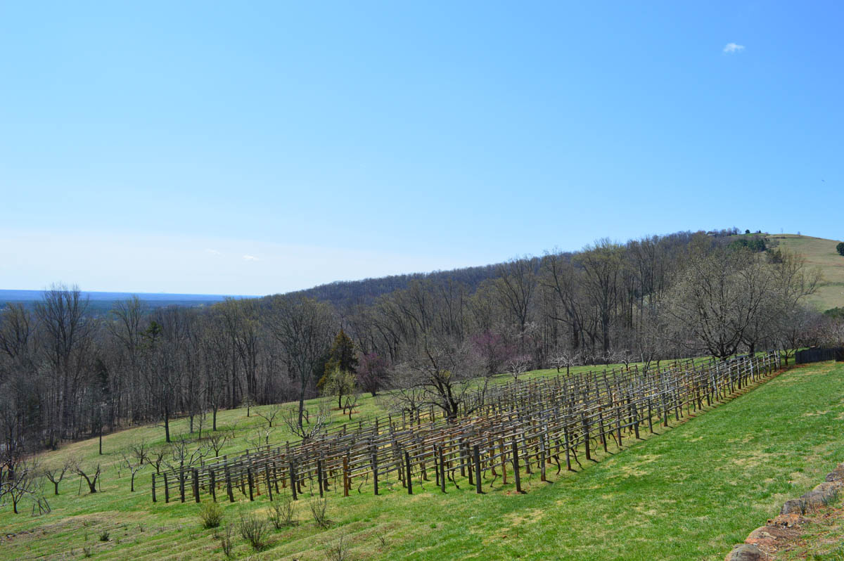 Monticello - 2015 04 - 055 - Vineyard