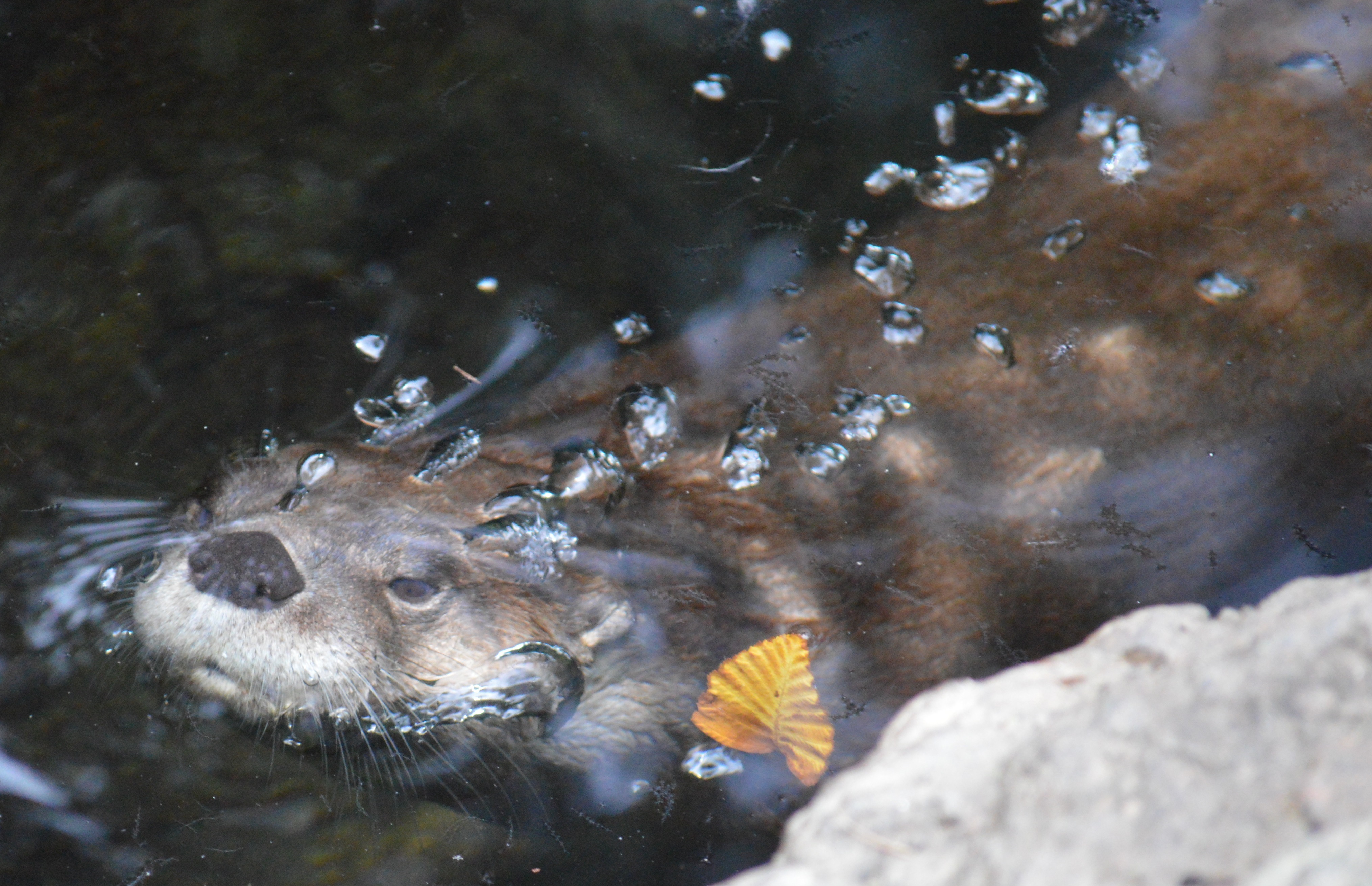 Otter - NC Zoo - 2014 06 - 04