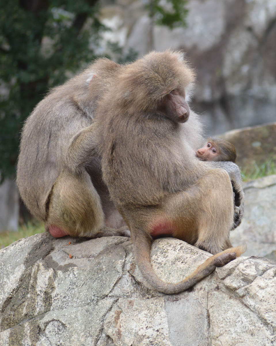 Primate - Baboon Hamadryas - NC Zoo - 2014 10 - 03