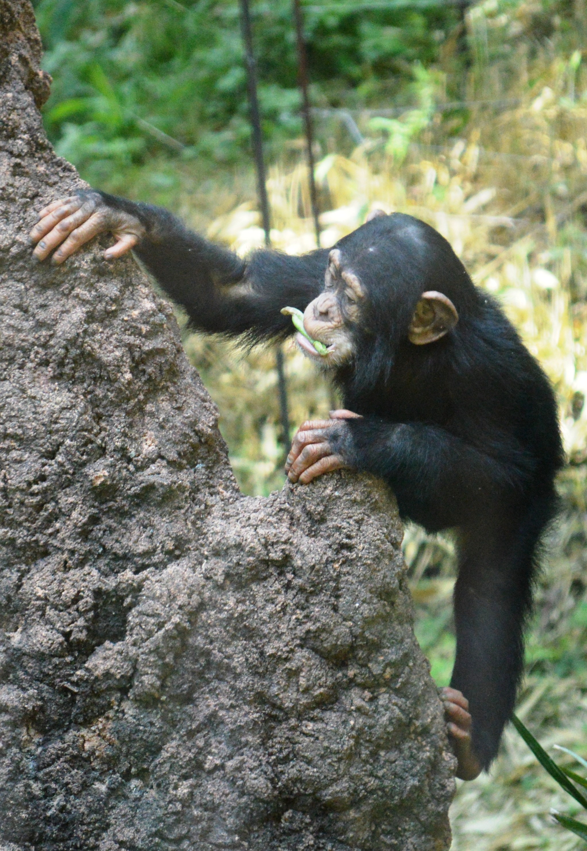 Primate - Chimp - NC Zoo - 2014 06 - 05