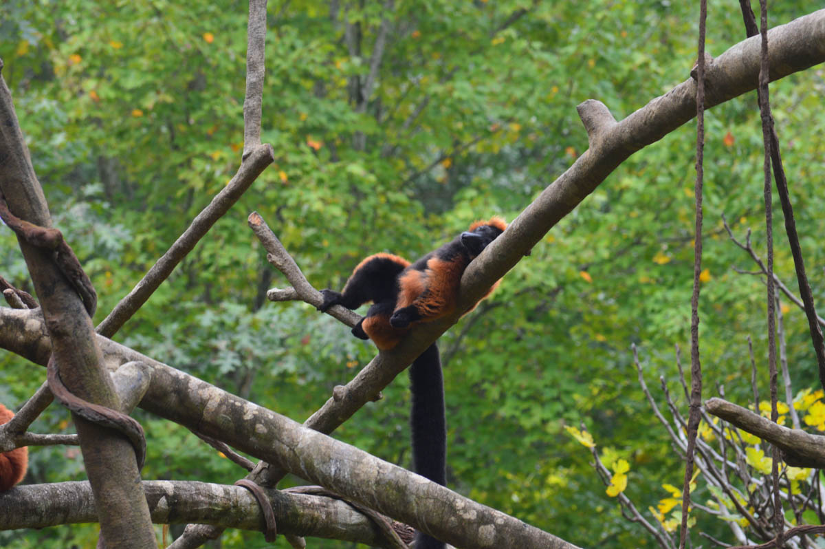 Primate - Lemur Red Ruffed - NC Zoo - 2014 10 - 01