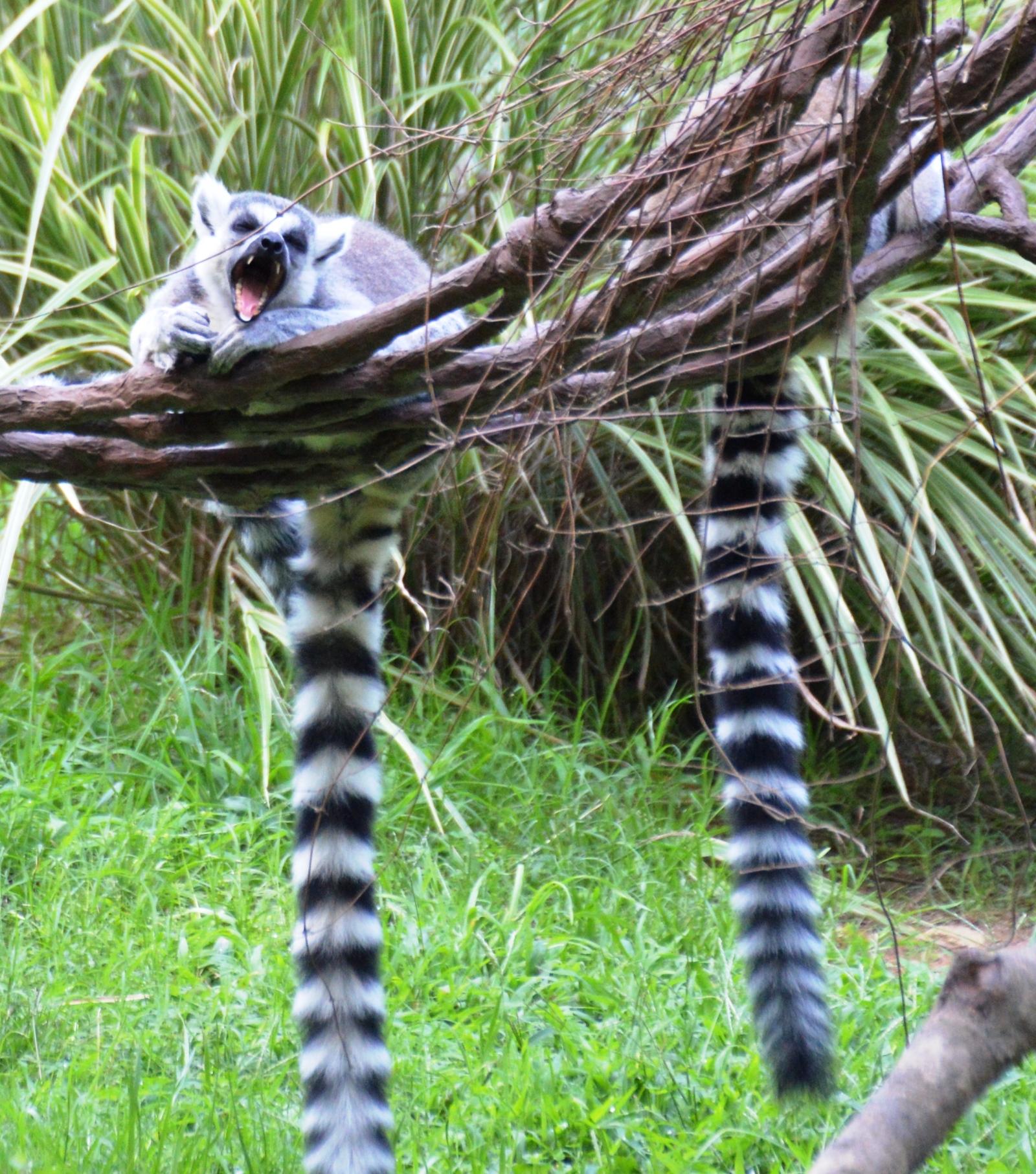 Primate - Lemur Ring Tailed - NC Zoo - 2014 08 - 03