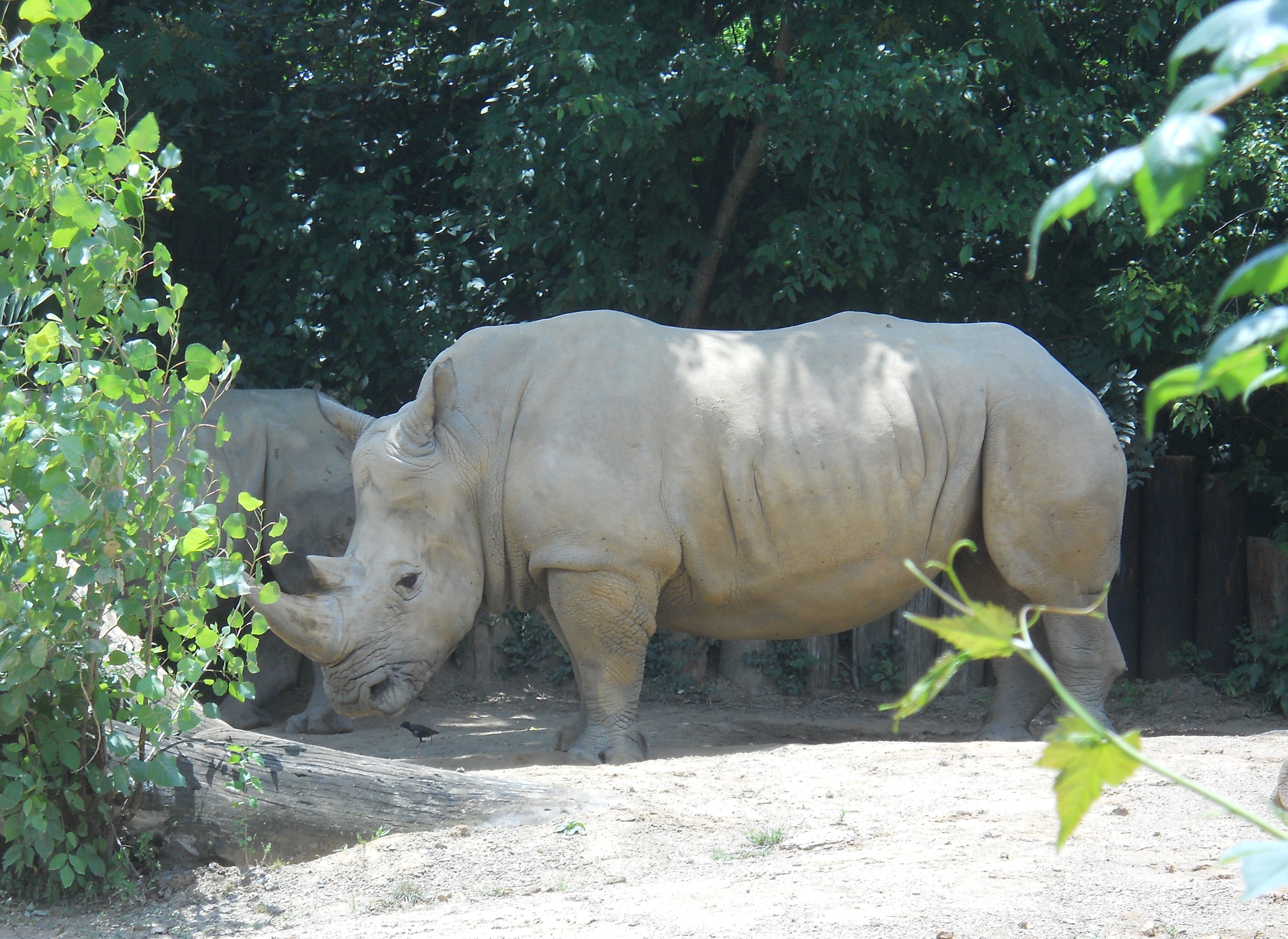 Rhino - Louisville Zoo - 2014 06 - 23