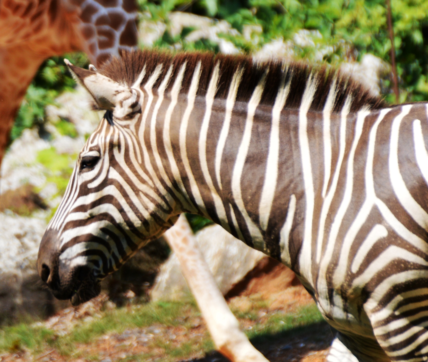 Zebra - NC Zoo - 2014 08 - 01