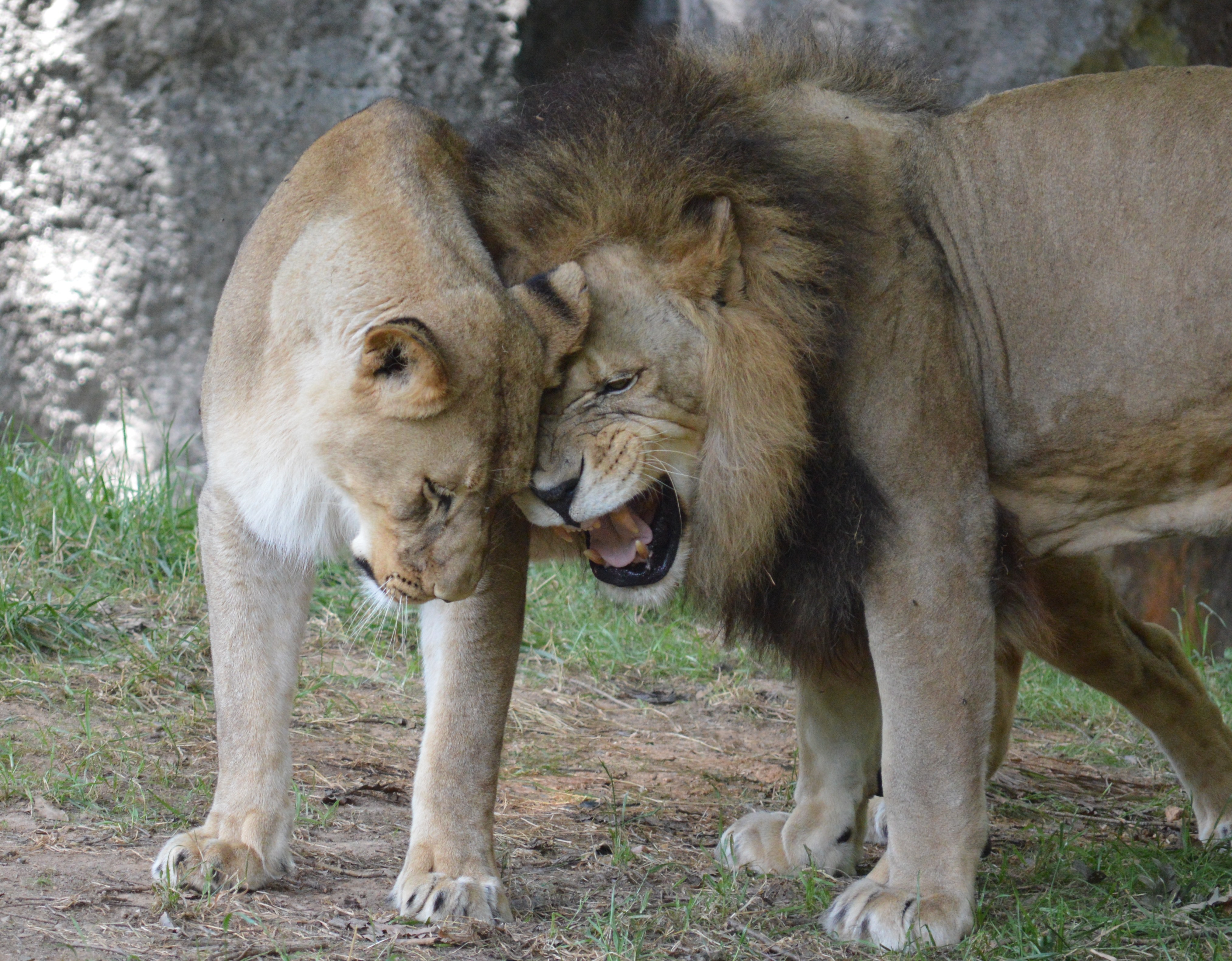 copy39_Cat - Lion - NC Zoo - 2014 06 - 19