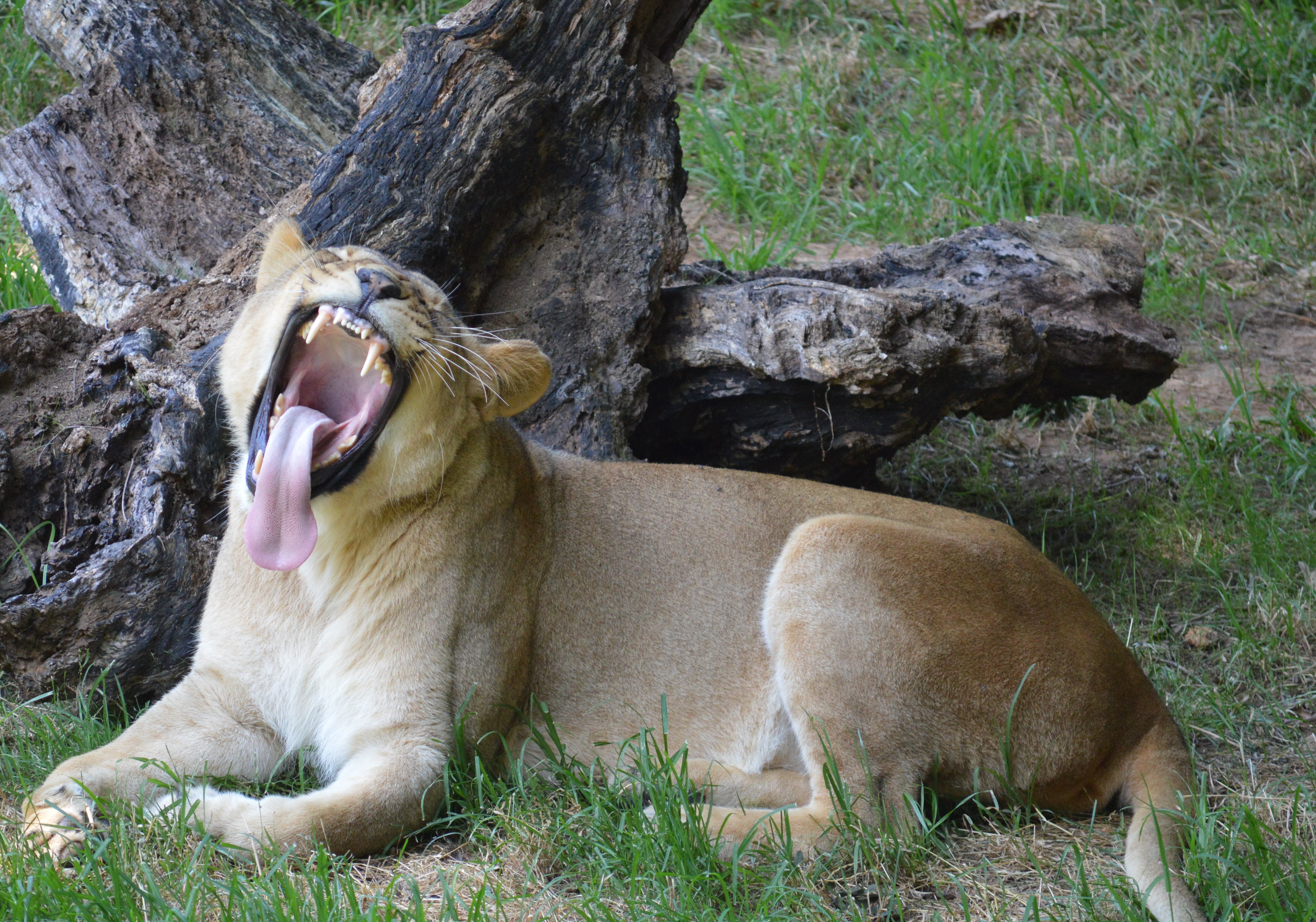 copy72_Cat - Lion - NC Zoo - 2014 06 - 09